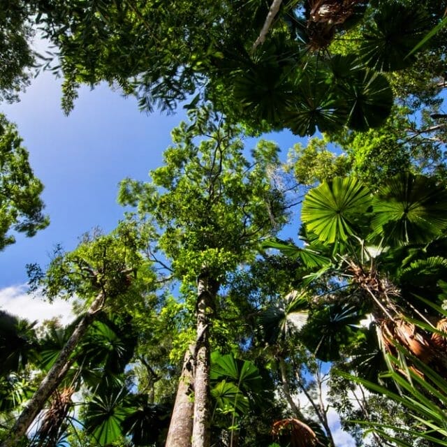 licuala palm in rainforest in kuranda