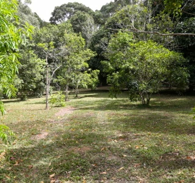 exotic fruit trees in rainforest land