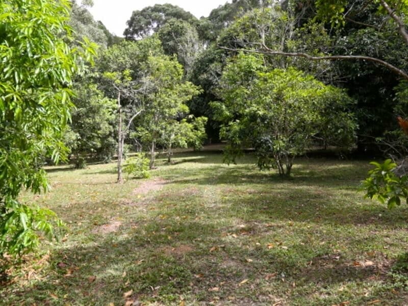 exotic fruit trees in rainforest land