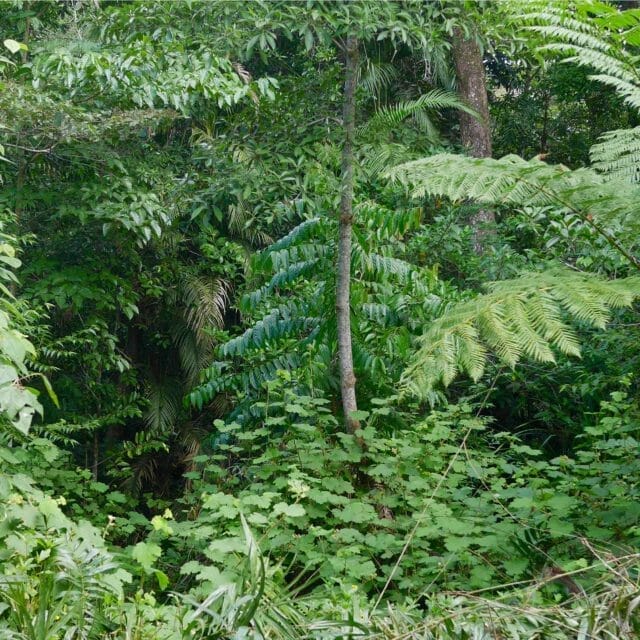 Lot 4, 7 Christensen Road, Kuranda, Qld 4881