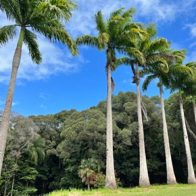 6 Fairyland Road, Kuranda, Qld 4881