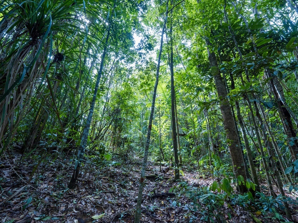 12 Jarawee Road, Kuranda0001